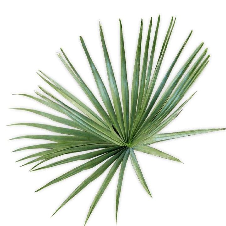 Saw palmetto - សមាសភាព UltraMax Testo Enhancer